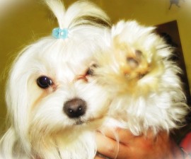 Lola